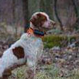 American Water Spaniels and Brittanys from High Hopes Kennel