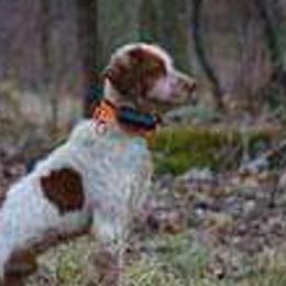 American Water Spaniels and Brittanys from High Hopes Kennel
