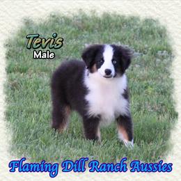Tevis - Black tri male Toy Australian Shepherd puppy in Forestburg, Texas from Flaming Dill Ranch Aussies