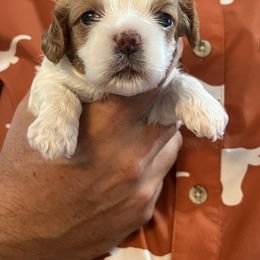 Cavapoo and Shihpoo Puppies from Haus of Doodles