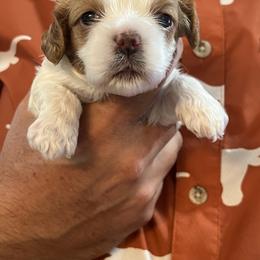 Cavapoo and Shihpoo Puppies from Haus of Doodles