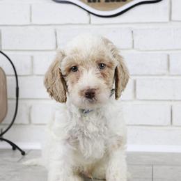 Buzz - Parti male Labradoodle puppy in Bryantown, Maryland from Doodles on Duty
