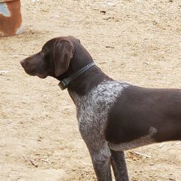 Stormy - German Shorthaired Pointer