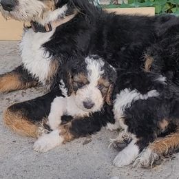Bernedoodle Puppies from Bernedoodles By Faith