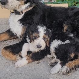 Bernedoodle Puppies from Bernedoodles By Faith