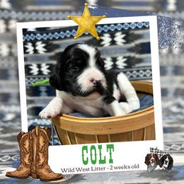 Colt - Black and white male English Springer Spaniel puppy in Albany, Minnesota from Farm Fresh Labradors & English Springers