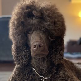 Remy - Poodle