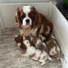 Leo - Blenheim male Cavalier King Charles Spaniel puppy in North Alabama And Middle Tennessee, Alabama from Cane Creek Cavaliers