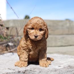 Carly Rae - Caramel female Australian Labradoodle puppy in Williamstown, New York from Lewis Manor Labradoodles