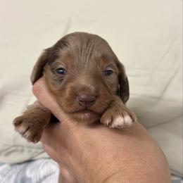Sienna - coat tbd possible long - Dapple female Dachshund puppy in Lakeland, Florida from Elite Doxies Florida