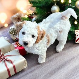 Cosmo - Red and white male Cockapoo puppy in Marietta, South Carolina from River Falls Cockapoos