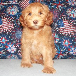 Rose - Caramel female Australian Labradoodle puppy in Hackettstown, New Jersey from Sunny Heart Doodles