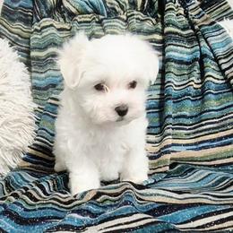 Lily - White female Maltese puppy in Austin, Texas from Austin Maltese Babies