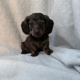 Ruthie - Black and tan female Dachshund puppy in Dinwiddie, Virginia from White Oak Kennels