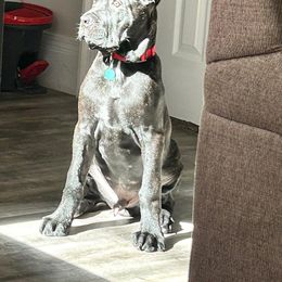 Cane Corso Puppies from Venom Cane Corsos