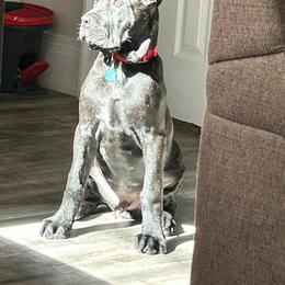 Cane Corso Puppies from Venom Cane Corsos