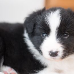Border Collie Puppies from Bold North Border Collies