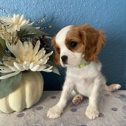 Cavalier King Charles Spaniel Puppies from Christina’s Cavaliers