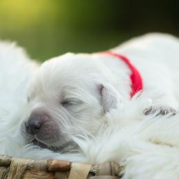 Apple - Light golden female Golden Retriever puppy in Morris, Minnesota from Midwest English Cream Goldens
