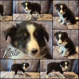 Shetland Sheepdog Puppies from Henotic Homestead's Shetland Sheepdogs