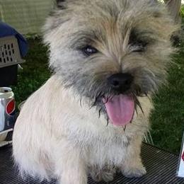 Cairn Terriers from Kaatskill