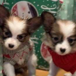 Papillon Puppies from A Breed Apart Papillons