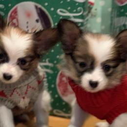 Papillon Puppies from A Breed Apart Papillons