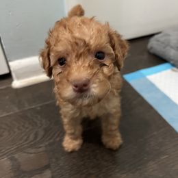 Poodle Puppies from Polina Walker's Poodles