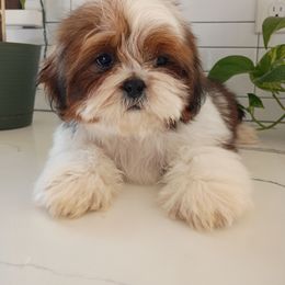 Sal - Red and white male Shih Tzu puppy in Paradise, California from Richview Shihtzu