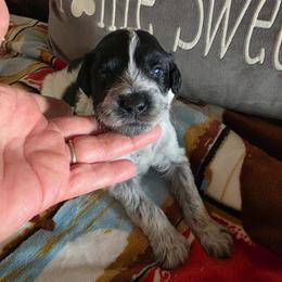 Boy 2 - Black and white male Portuguese Water Dog puppy in Indianola, Utah from Mlee puppies