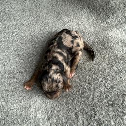 Girl 3 - Merle female Goldendoodle puppy in Jacksonville, Florida from Dandelion Doodles