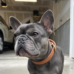 Kiwi - French Bulldog