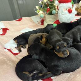 Boy 5 - Red and rust male Doberman Pinscher puppy in Elgin, Texas from New Horizons Kennels