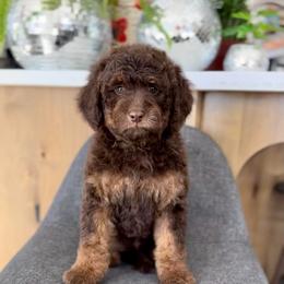 Canyon - Chocolate male Goldendoodle puppy in St George, Utah from Doodle Bears of Southern Utah