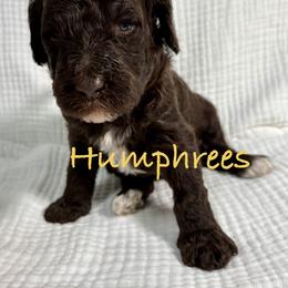 Humphrees - Brown male Poodle puppy in Carrollton, Georgia from Dande Poodles, LLC