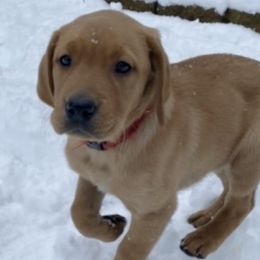 Labrador Retrievers from Gingersnap Labs