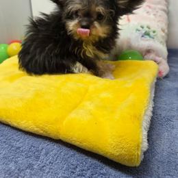 Midwest Mini Hank - Black male Mi-Ki puppy in Clearwater, Kansas from Midwest Mini Mi-kis