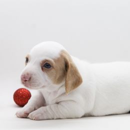 Male 2 - Piebald male Dachshund puppy in Childress, Texas from Taylor Farms