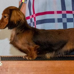 Wanda - Dachshund