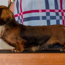 Wanda - Dachshund