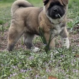 Akita Puppies from Folklore Akitas