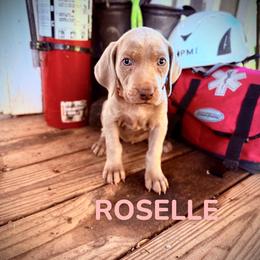 Roselle - Silver gray female Weimaraner puppy in Talking Rock, Georgia from North Georgia Weims