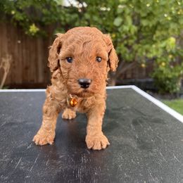 Goldendoodle Puppies from Tanya Buk