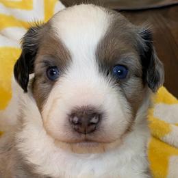 Dustin - Blue merle male Miniature Australian Shepherd puppy in California, Kentucky from Sonlight Ridge Aussies