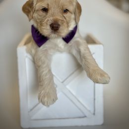 Purple Collar Boy - Caramel ice male Australian Labradoodle puppy in Wake Forest, North Carolina from Lucky Country Labradoodles
