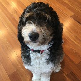Roxie - Bernedoodle