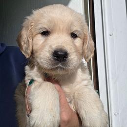 MAISIE- Pink - Golden female Golden Retriever puppy in Lucasville, Ohio from Halo Kennels