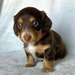 Toffee (red) - Chocolate and tan female Dachshund puppy in Paoli, Oklahoma from Dobbins Dachshunds