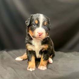 Girl 2 - Black rust and white female Bernese Mountain Dog puppy in Alabama from Dogwood Creek Bernese