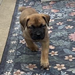Boerboel Puppies from Silverthorne Boerboels